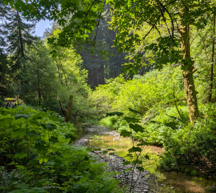 A look at the stream inside Muir Woods