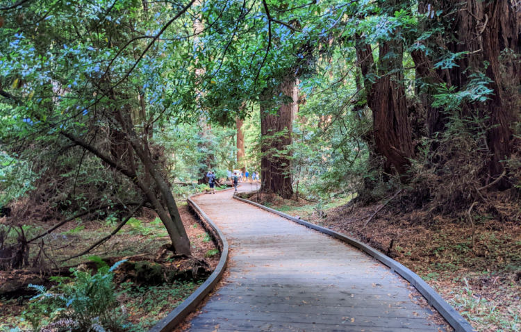 Muir Woods Flat Walking Trail