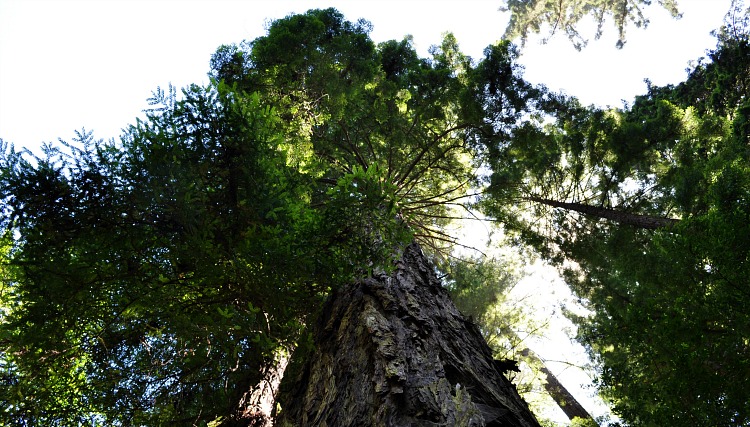 Muir Woods in January