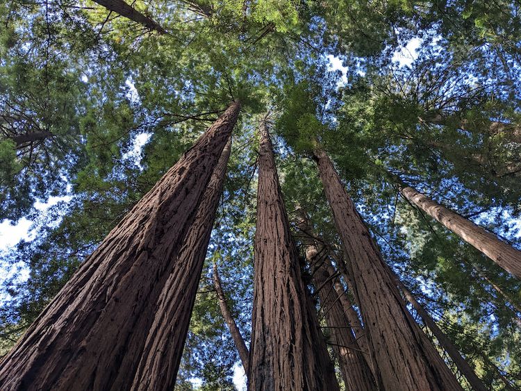 Looking up at the giant coastal redwoods of Muir Woods