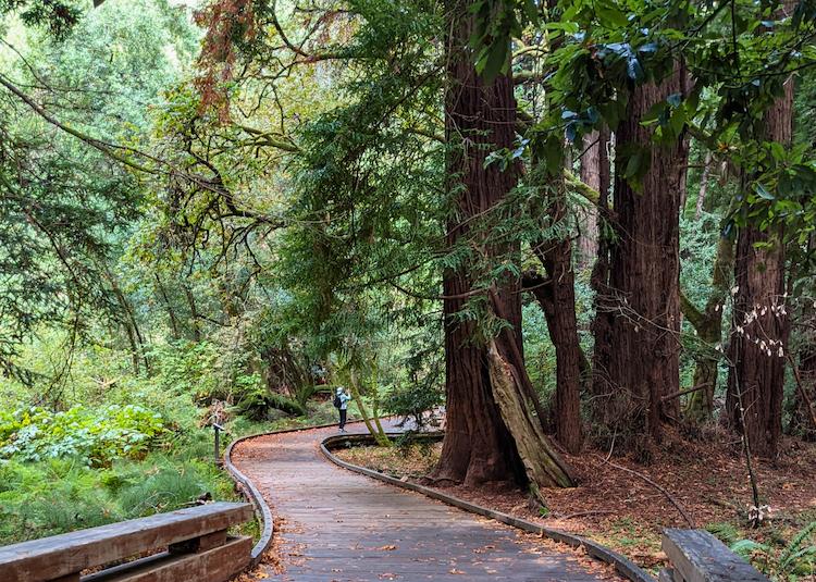 A path meandering through Muir Woods CA
