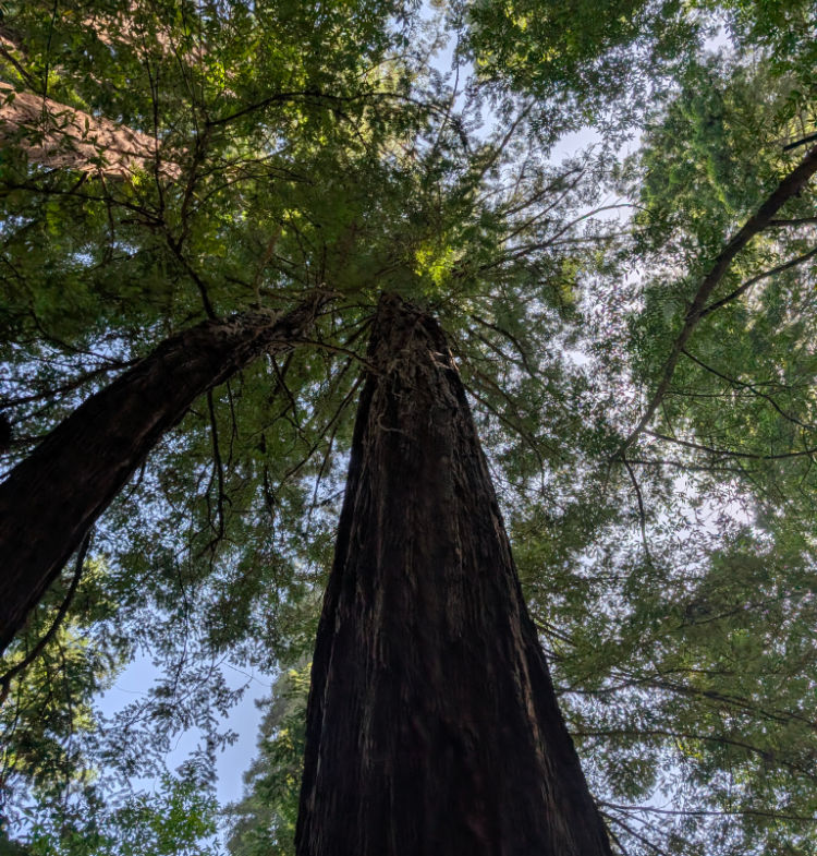 Looking up at a redwood in Muir Woods. Looking up at a redwood in Muir Woods.