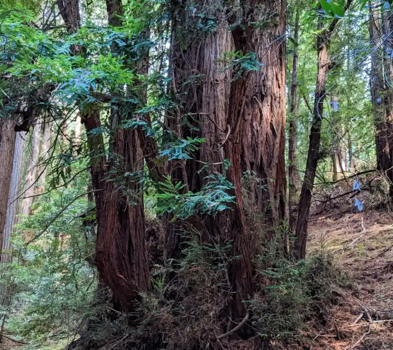 Redwoods in Muir Woods