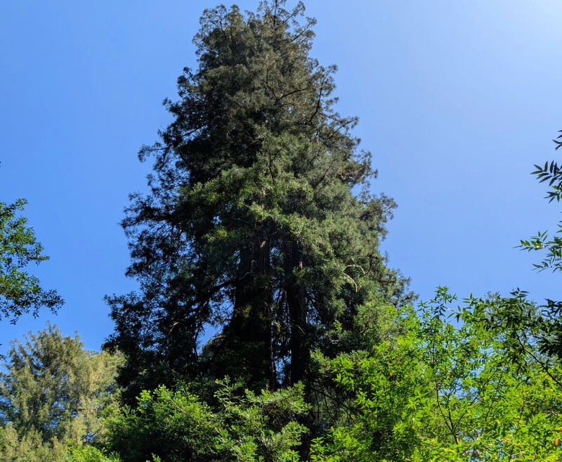 Top of a redwood in Muir Woods