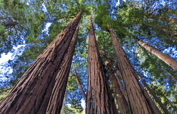 Muir Woods Trees Above