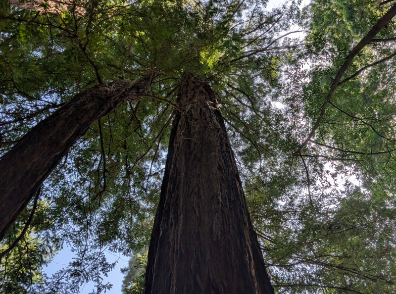 Muir Woods Redwood Tree