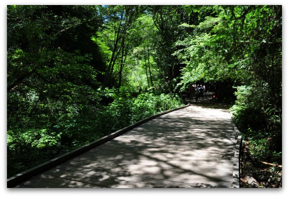 The flat, wooden trails at the base of Muir Wood Park.