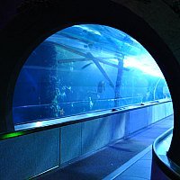 Aquarium of the Bay tunnel Aquarium of the Bay tunnel