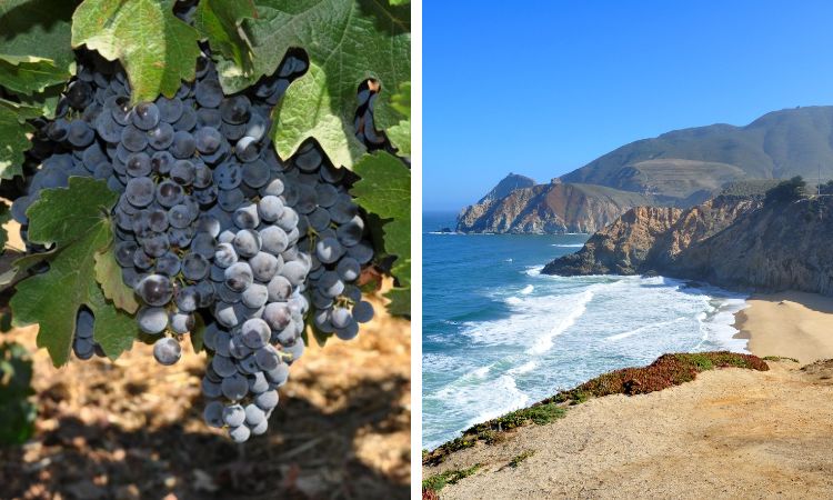 Napa Grapes and Monterey Coastline