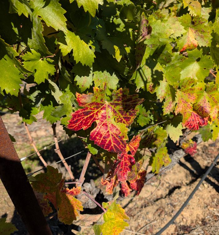 The leaves turning on a vine in Napa in September.