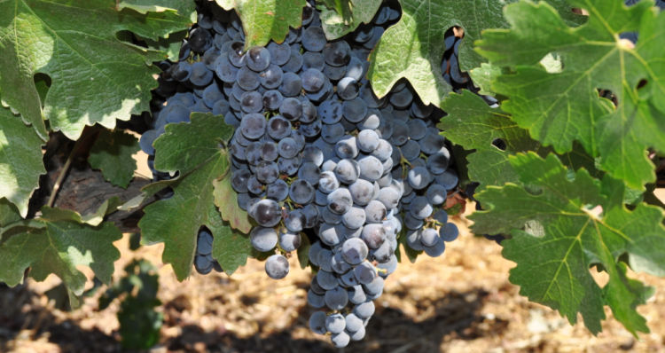 Ripe red grapes on the vine in Napa Valley.