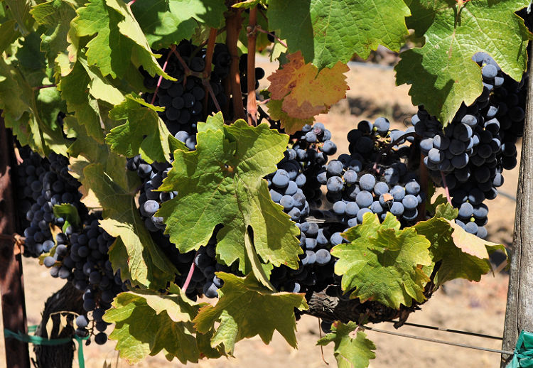 Napa Valley Museum Grapes