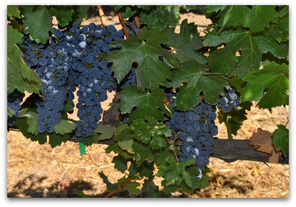 Red wine grapes ripening on the vine in Napa Valley