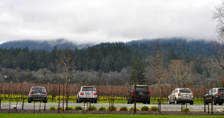 Napa Weather in January: Cloudy, lovely day in wine country