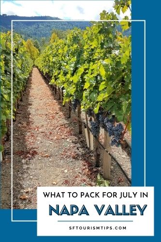 Two rows of grape vines in the heart of Napa Valley, California.