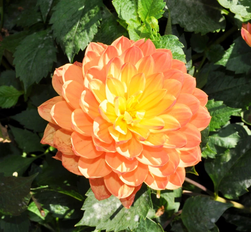 An orange dahlia at Golden Gate Park An orange dahlia at Golden Gate Park