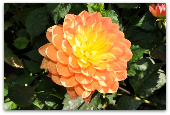 Light orange dahlia from the Dahlia Garden in San Francisco's Golden Gate Park