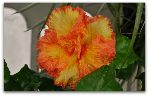 An orange and yellow flower blooming in the Conservatory of Flowers in SF's Golden Gate Park