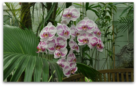 White and pink orchids blooming in the Conservatory of Flowers in San Francisco