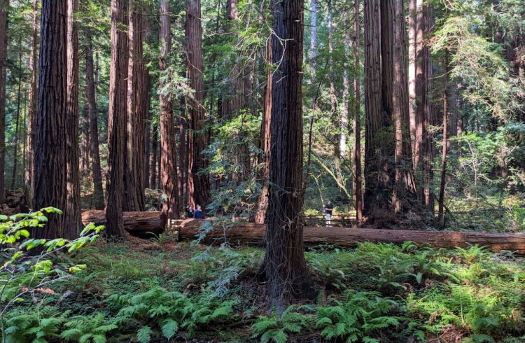 Redwoods at Pacific Union Forest in Napa