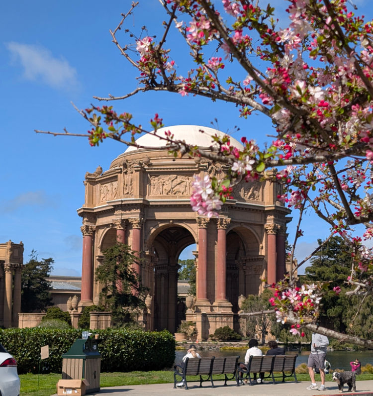 Pink flowers near the Palace of Fine Arts in the spring