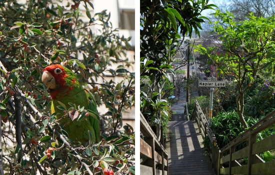 Parrots of Telegraph Hill