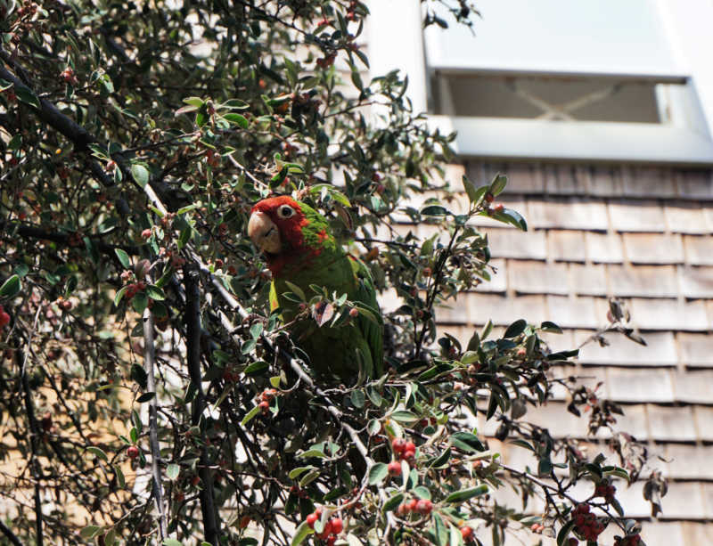 Parrott in Telegraph Hill in San Francisco Parrott in Telegraph Hill in San Francisco