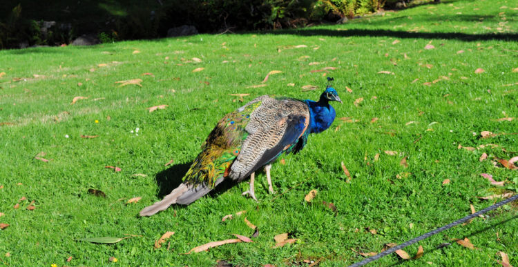 Peacock at the SF Zoo