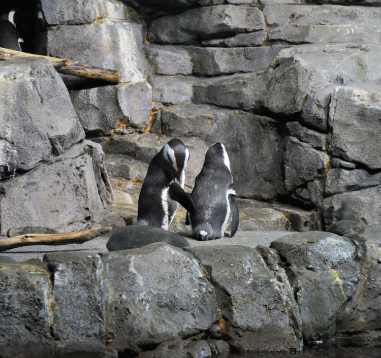 Tow Penguins inside the Monterey Bay Aquarium