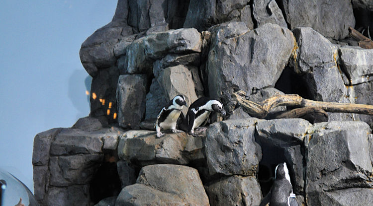 Penguins at the Monterey Bay Aquarium