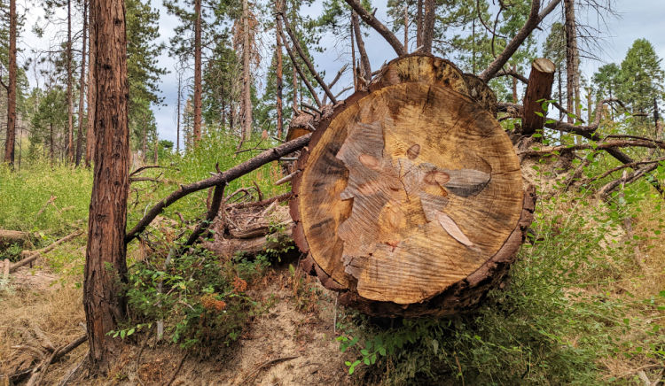 Pine Trees Near Yosemite