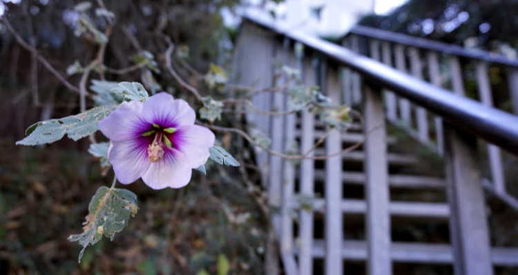Pink Flower by the Stairs
