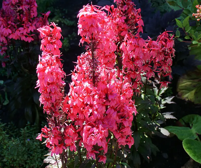 Pink Flowers in the Botanical Gardens in San Francisco Pink Flowers in the Botanical Gardens in San Francisco