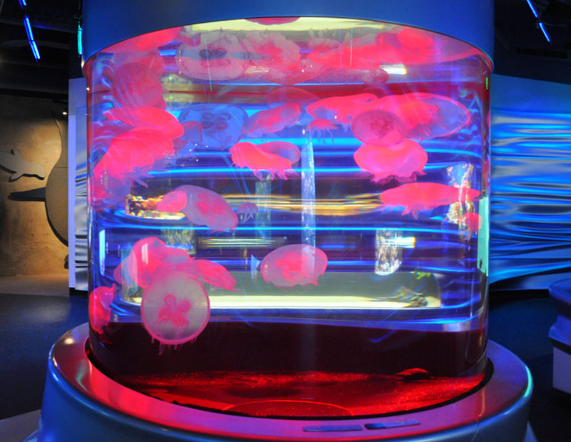 Pink Jellyfish at the Aquarium at the California Academy of Sciences Pink Jellyfish at the Aquarium at the California Academy of Sciences