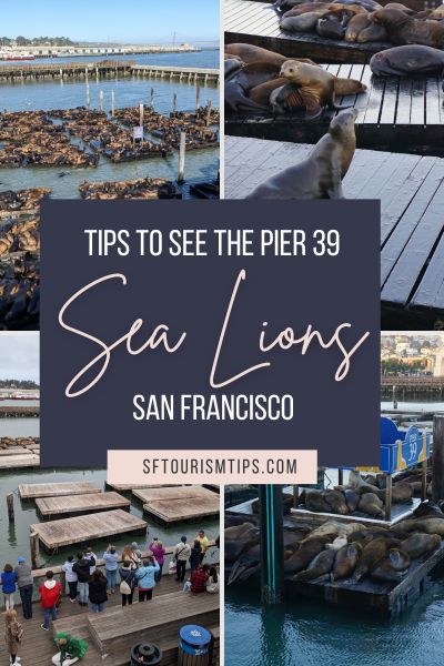 Pinterest Pin Pier 39 Sea Lions