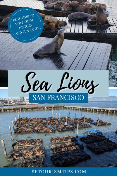 Sea Lions in San Francisco Pinterest Pin
