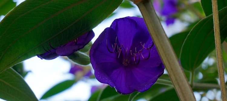 Purple Flowers in SF