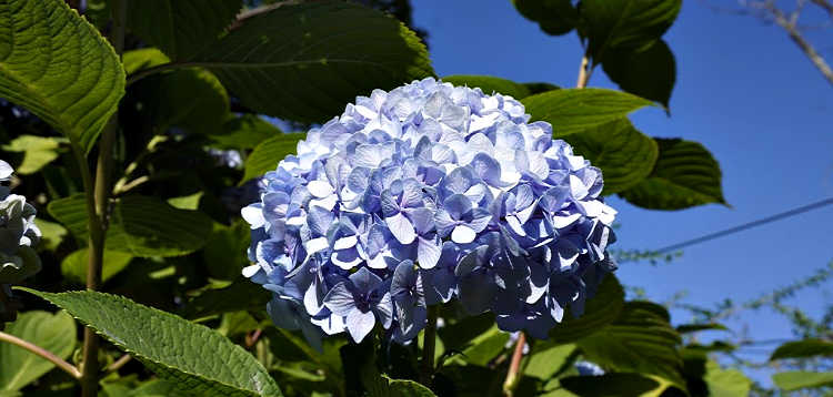 Purple flowers in San Francisco