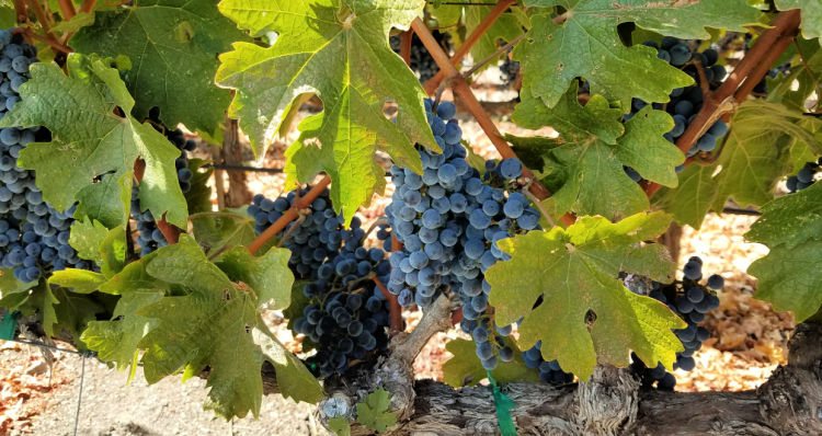 Grapes on the Vine in Napa Valley