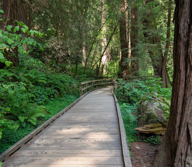 Quiet walking path in Muir Woods