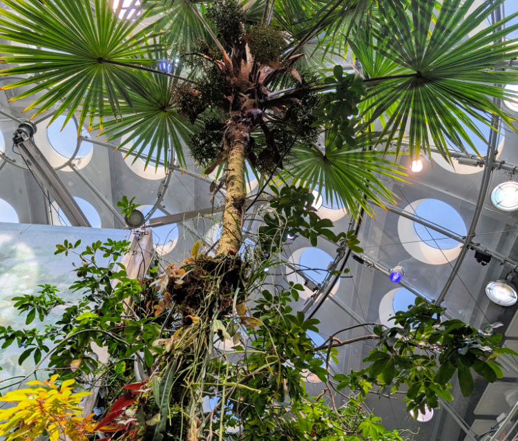 Looking up one of the trees in the rainforest