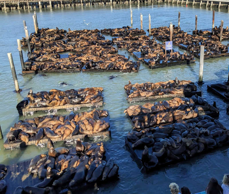 Record number of sea lions at Pier 39 in June 2024
