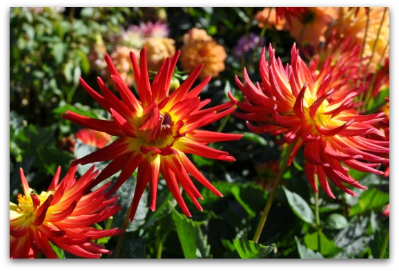 Red dahlia's from the Dahlia Garden in SF's Golden Gate Park