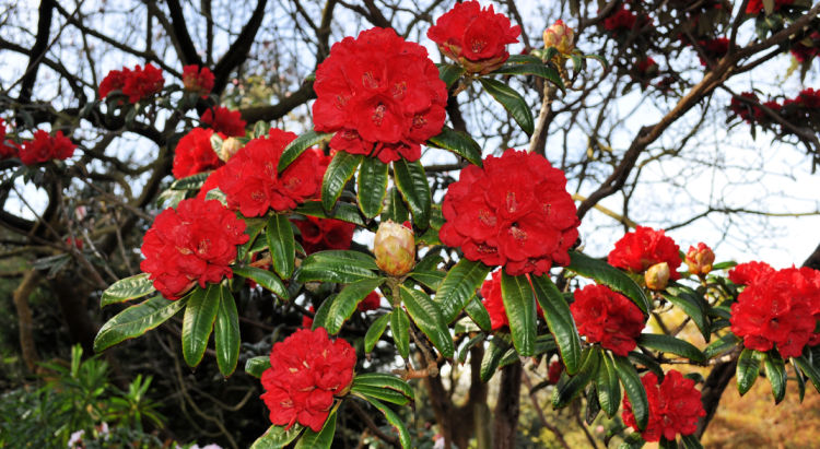 Red Flowers at the SF Botanical Gardens