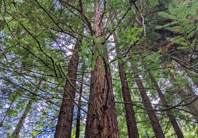 Redwoods in Muir Woods