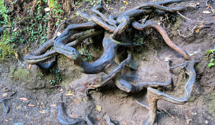 Redwood Tree Roots 