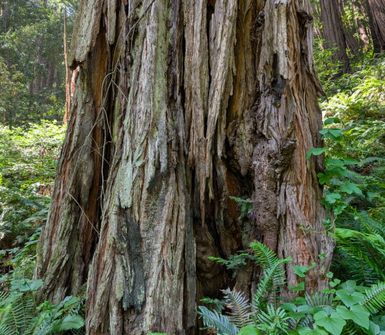 The details of a redwood trunk in Muir Woods.