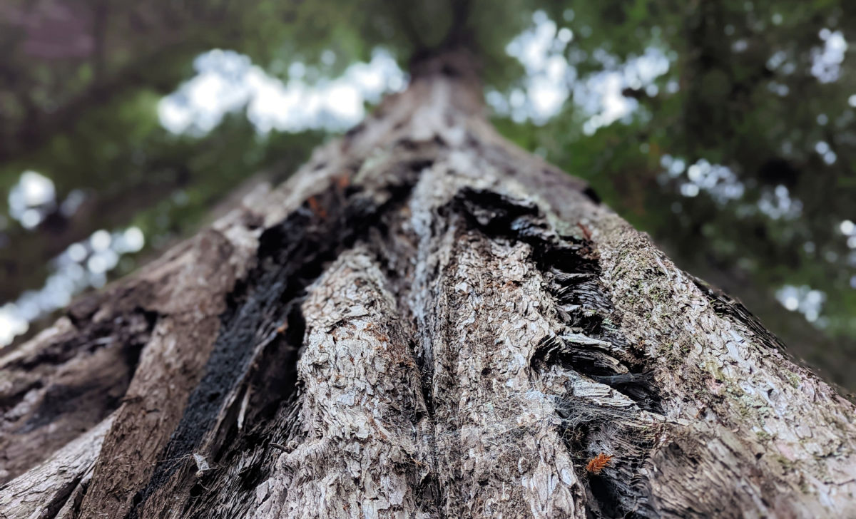 Redwoods Near Monterey