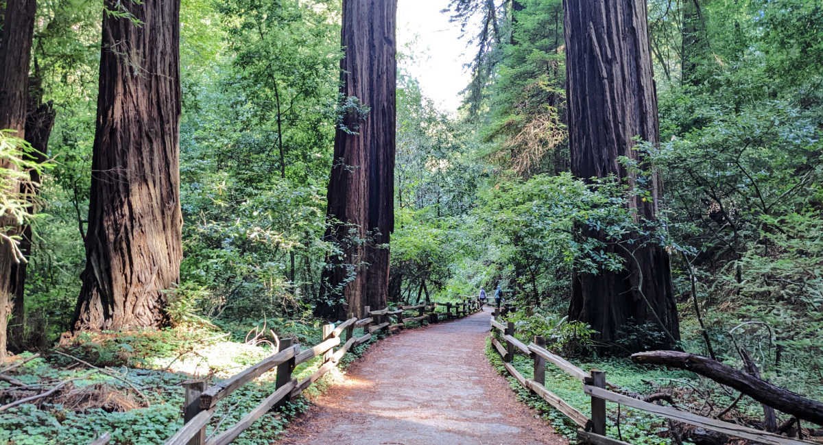 San Francisco Trees