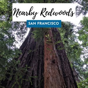 nearby redwoods sf 300